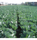 Cabbage / Patta Gobi Hybrid Manasi 50 grams